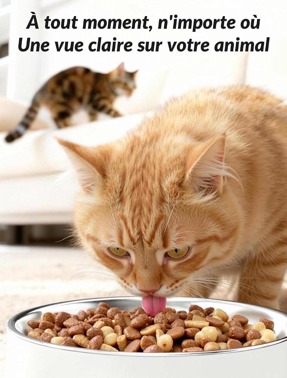 Distributeur Croquettes Chat Automatique avec Caméra 1080P, WiFi